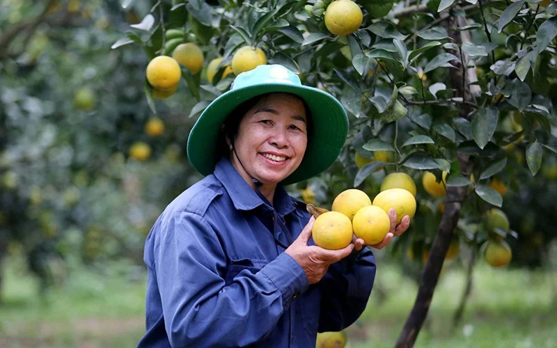 Kinh nghiệm từ người dân