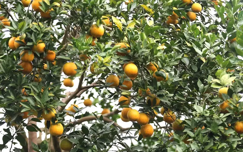 Tân Bình vùng đất hứa hẹn