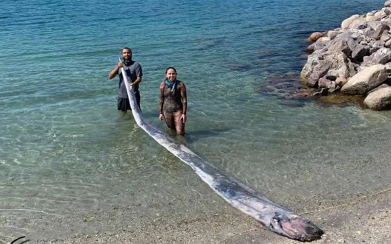 Sự Hiếm Gặp Của Loài Cá