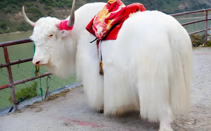 Đặc Điểm Nổi Bật Của Bò Trắng Yak