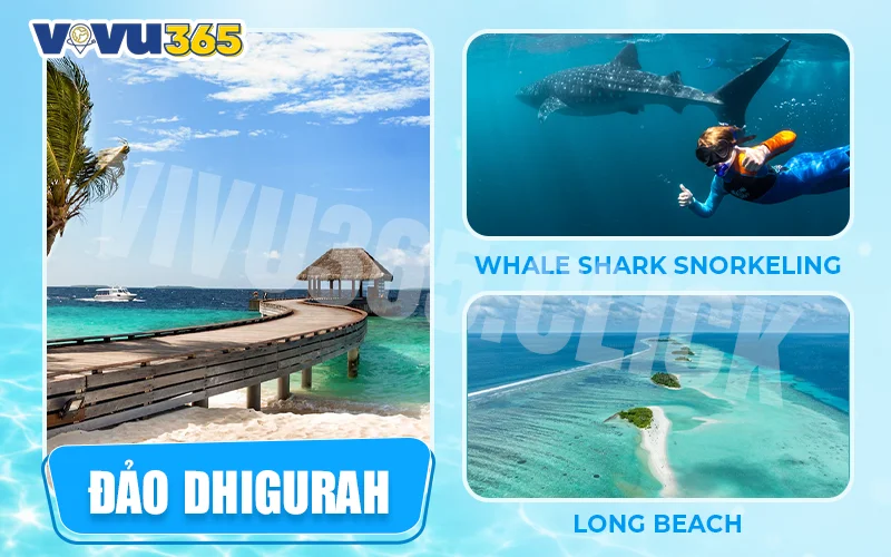 Đảo Dhigurah – Thiên đường cá mập voi