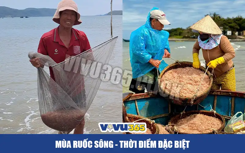 Mùa ruốc sông