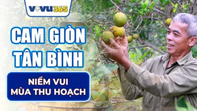 Cam Giòn Tân Bình