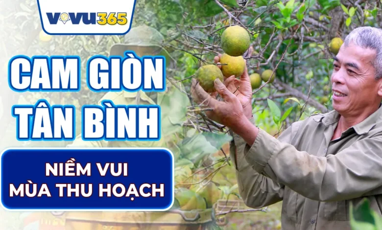 Cam Giòn Tân Bình