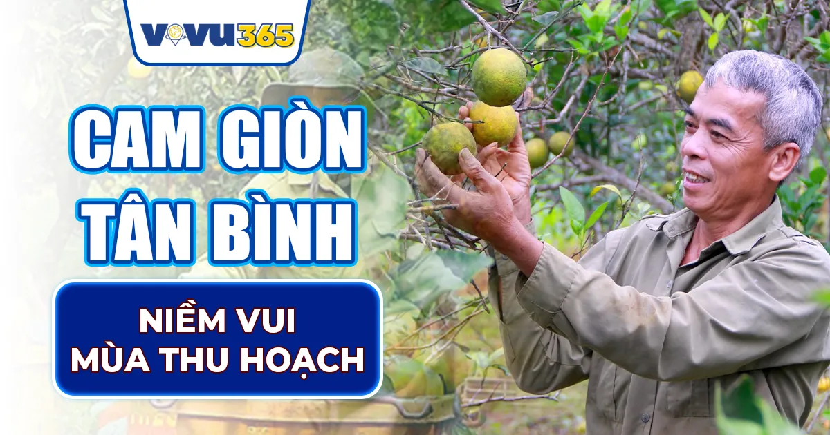 Cam Giòn Tân Bình
