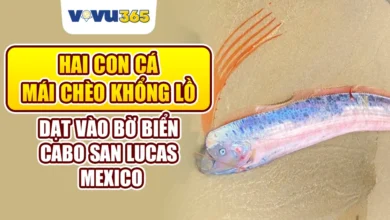 Hai con cá mái chèo