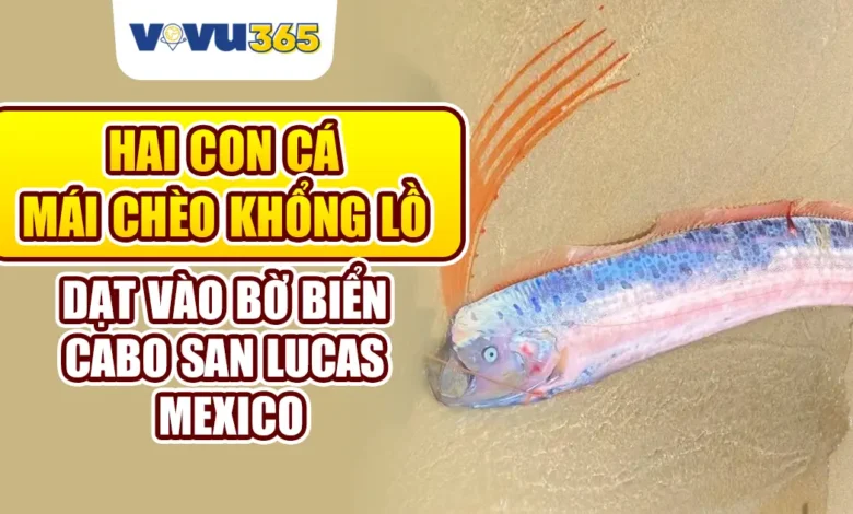 Hai con cá mái chèo