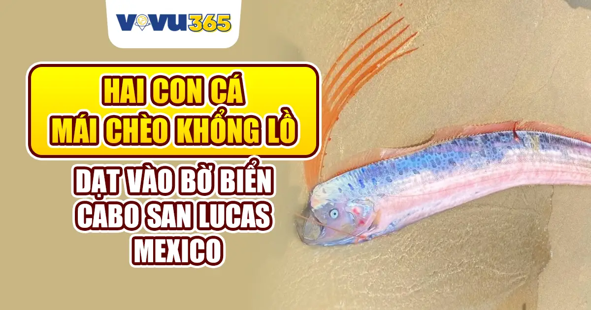 Hai con cá mái chèo