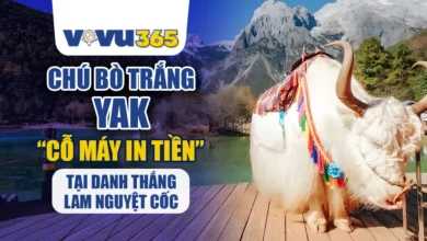 Chú Bò Trắng Yak