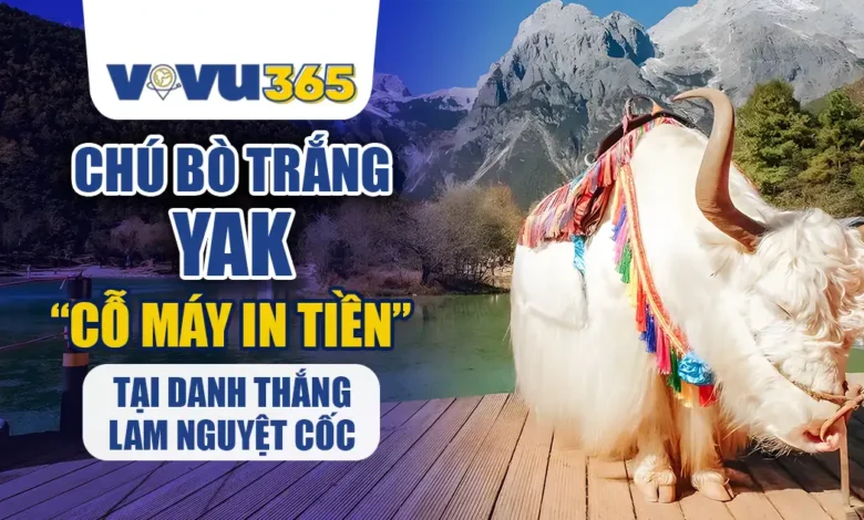 Chú Bò Trắng Yak