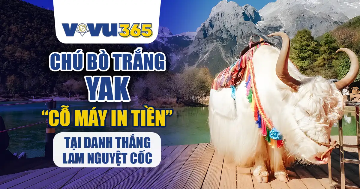 Chú Bò Trắng Yak