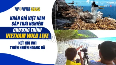 Vietnam Wild Live