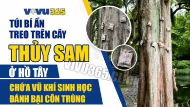 Túi Bí Ẩn Treo Trên Cây Thủy Sam Ở Tây Hồ