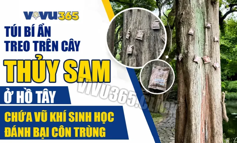 Túi Bí Ẩn Treo Trên Cây Thủy Sam Ở Tây Hồ