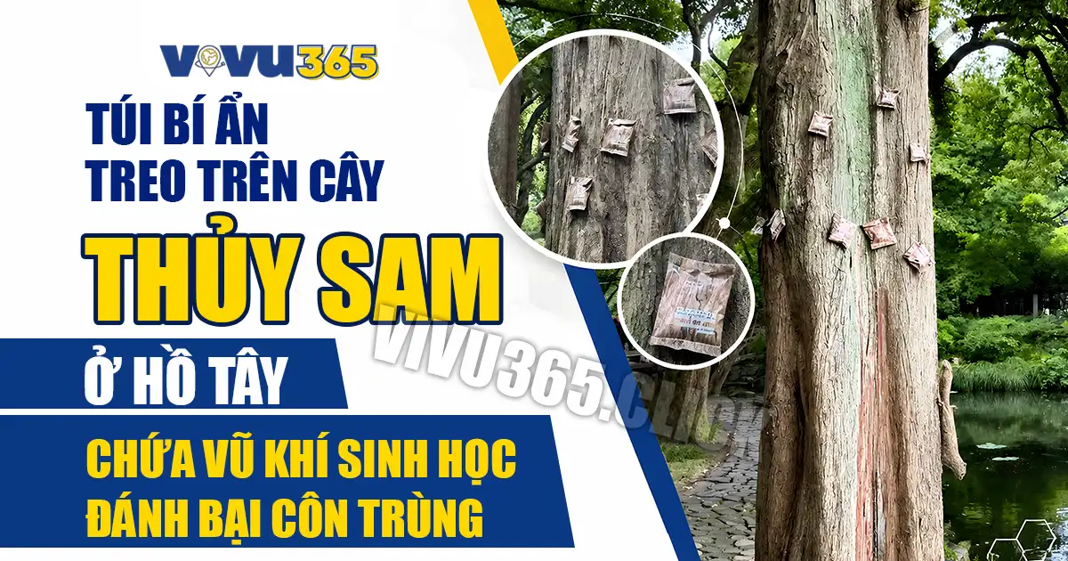 Túi Bí Ẩn Treo Trên Cây Thủy Sam Ở Tây Hồ